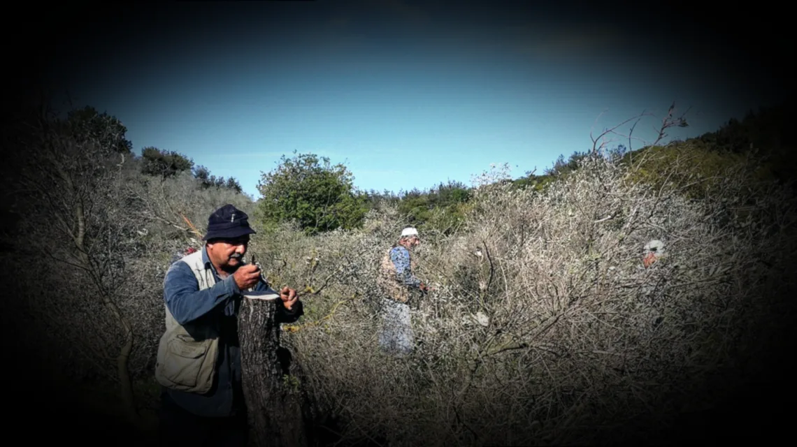 araucaria stecklinge - Bild 2