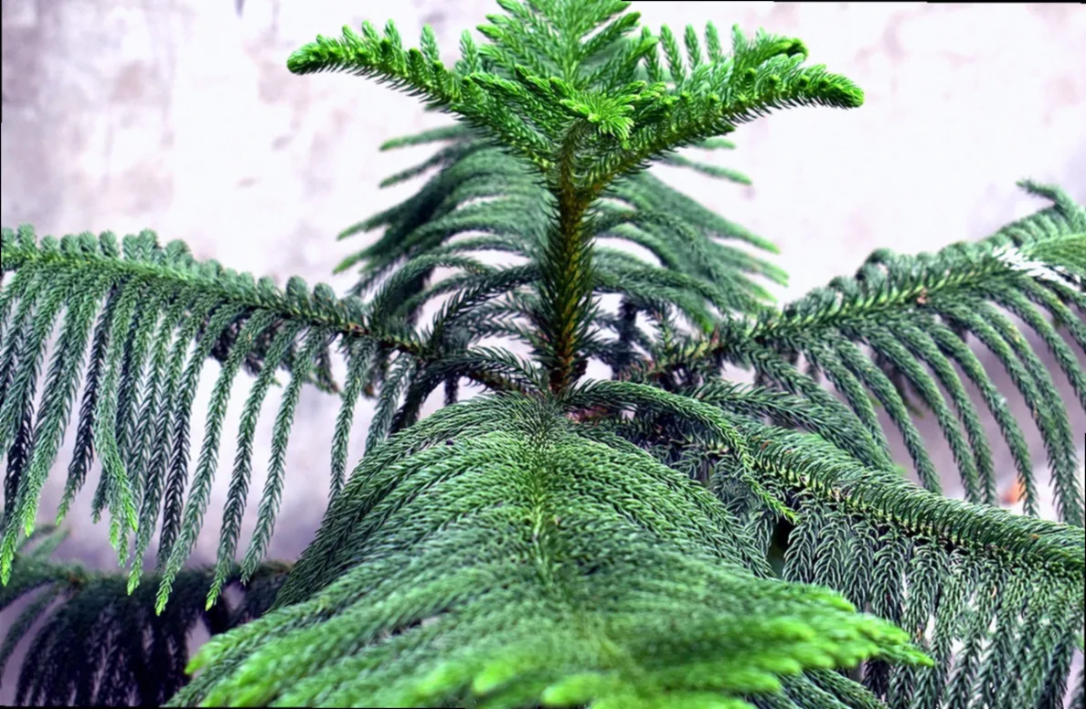 araucaria stecklinge - Bild 3