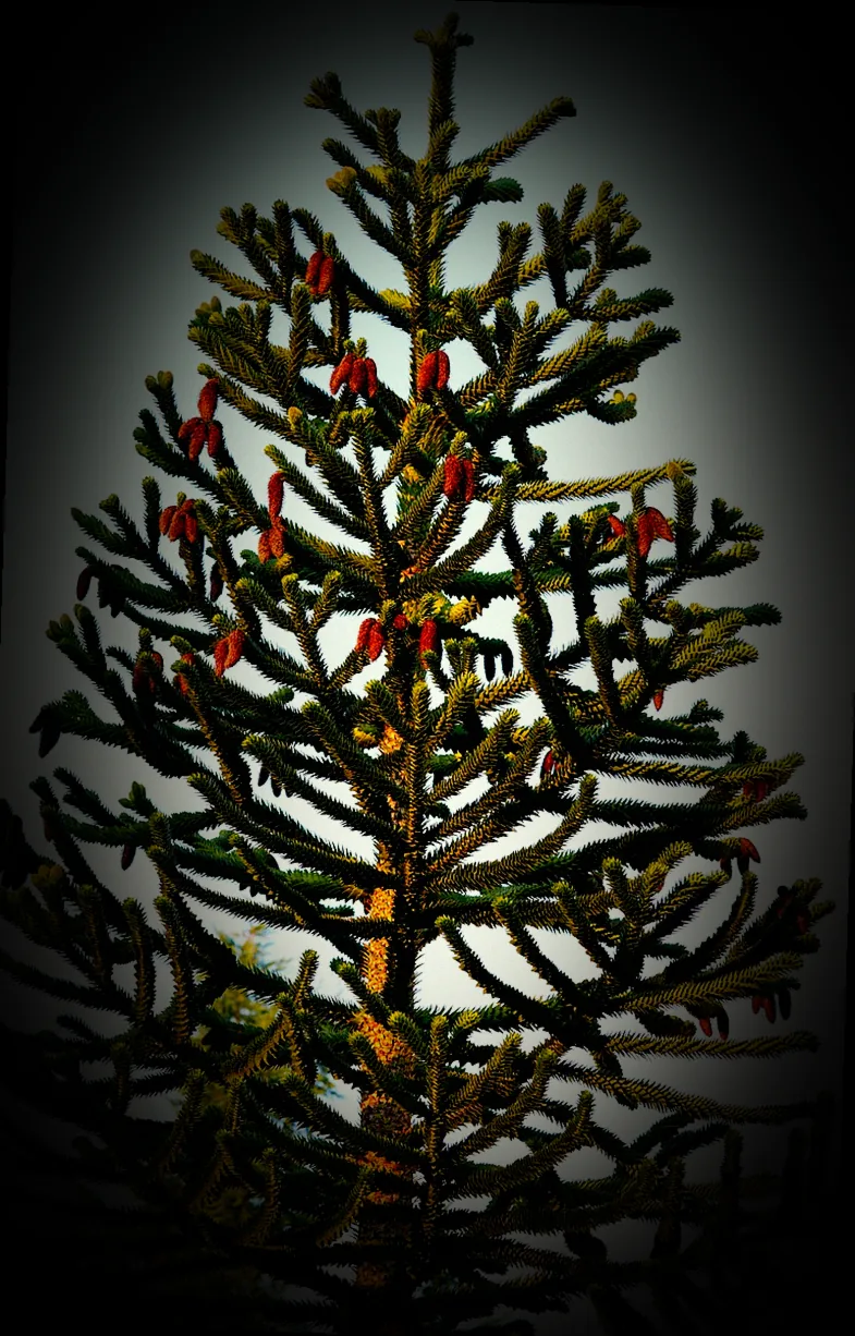 araucaria stecklinge - Bild 4