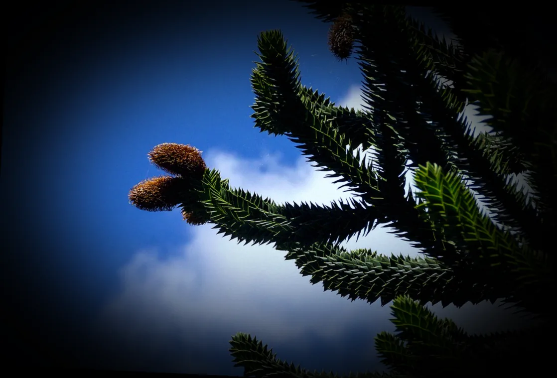 araucaria stecklinge - Bild 5