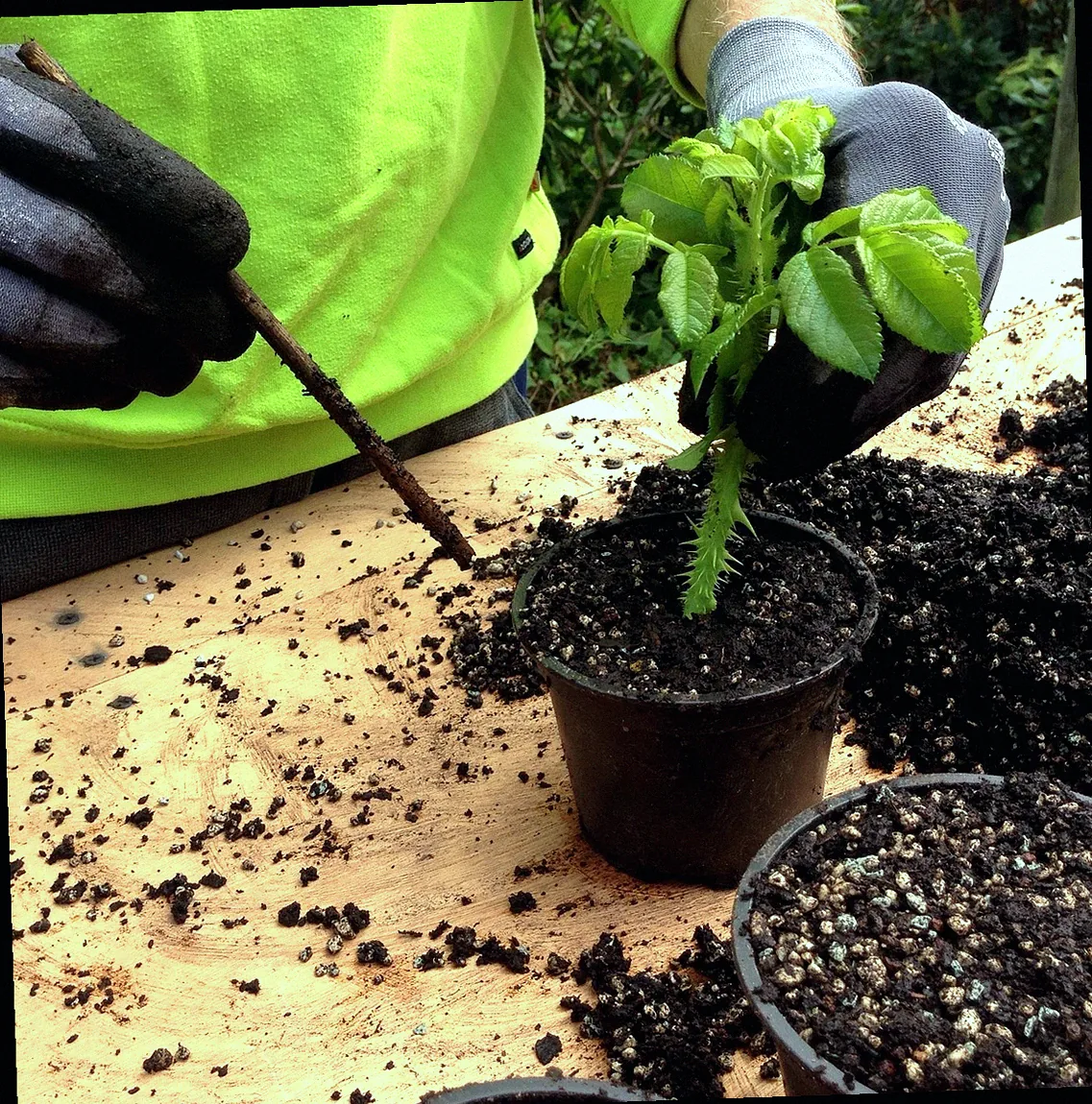 araucaria stecklinge