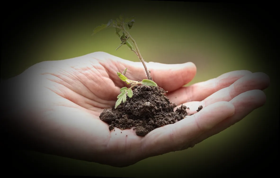 außergewöhnliche pflanzen für garten - Bild 1