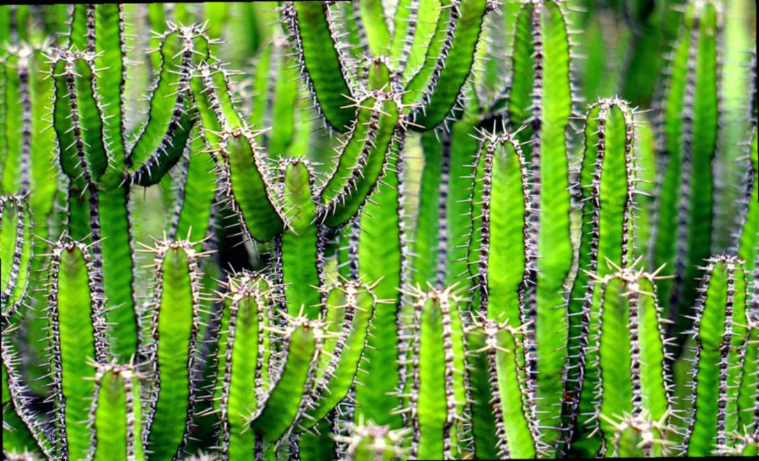 außergewöhnliche pflanzen für garten - Bild 2