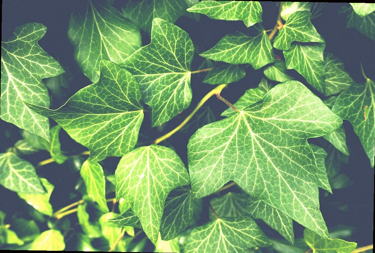 außergewöhnliche pflanzen für garten - Bild 3