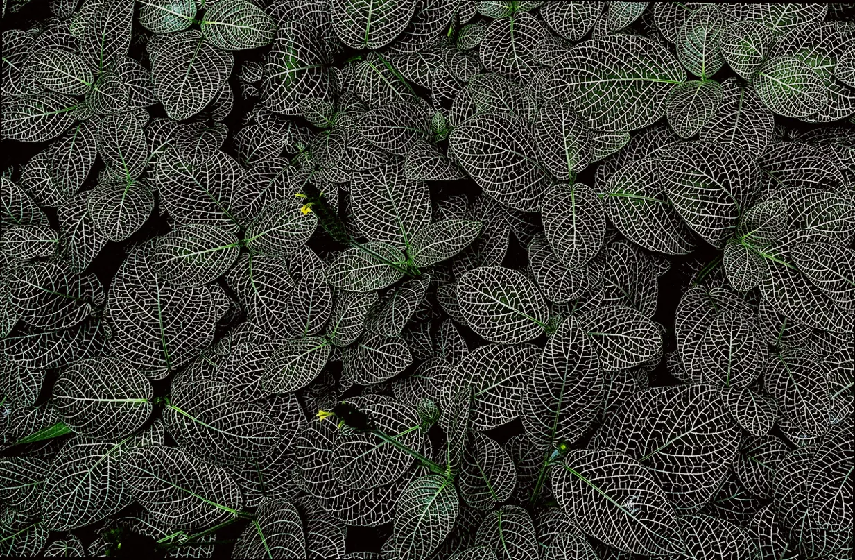 außergewöhnliche pflanzen für garten - Bild 4