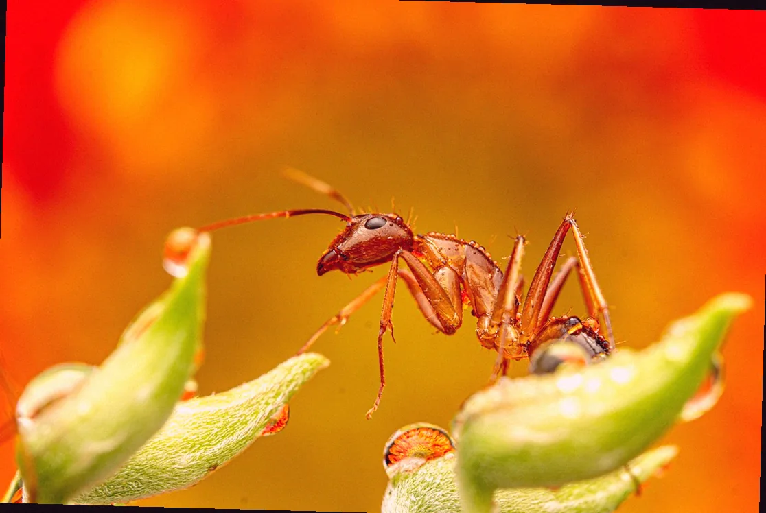 außergewöhnliche pflanzen für garten - Bild 5