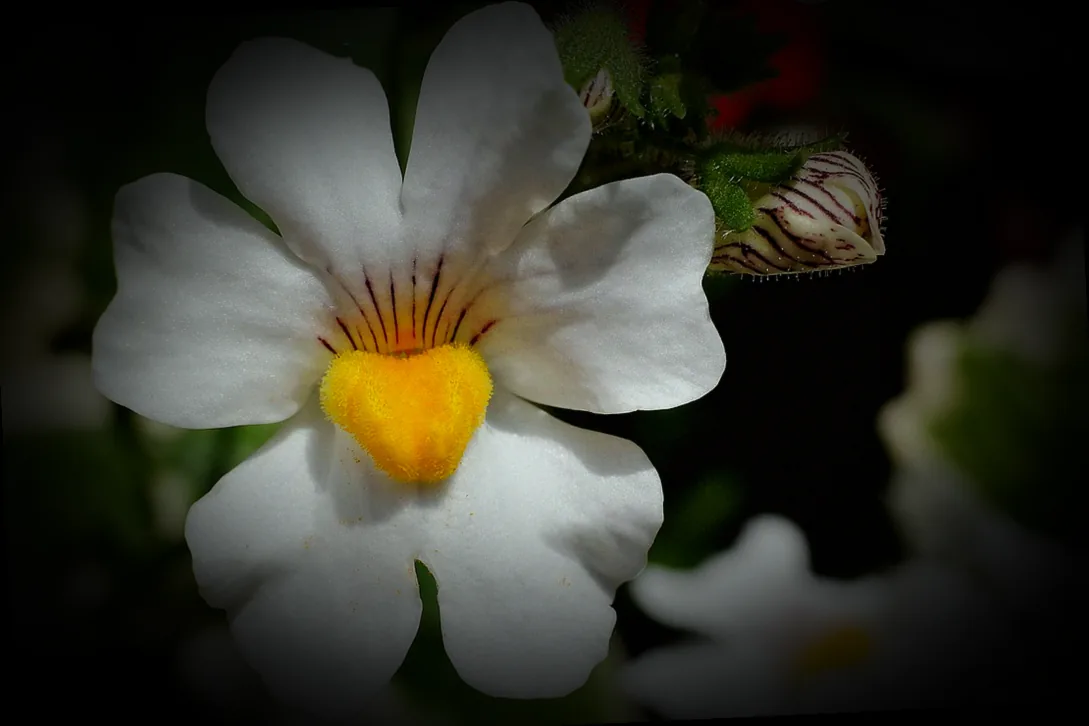 bad hängepflanze - Bild 3