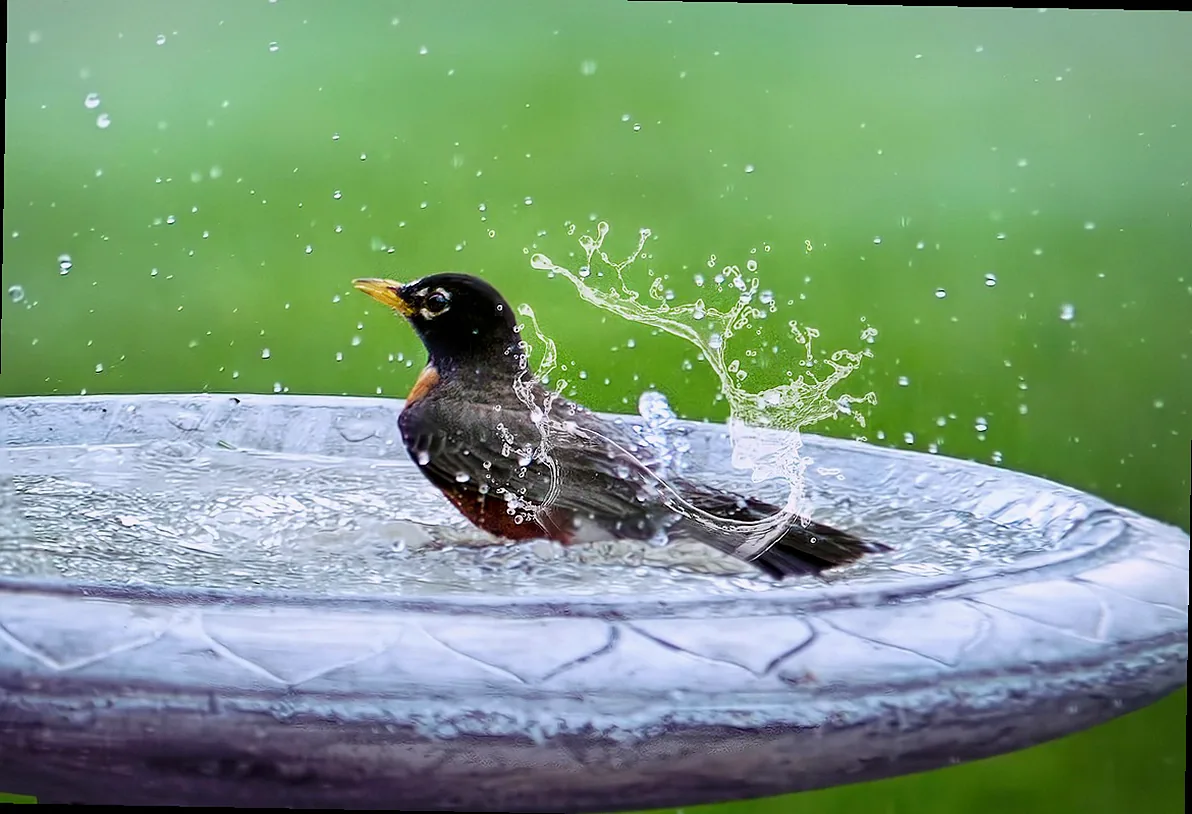 bad hängepflanze - Bild 4