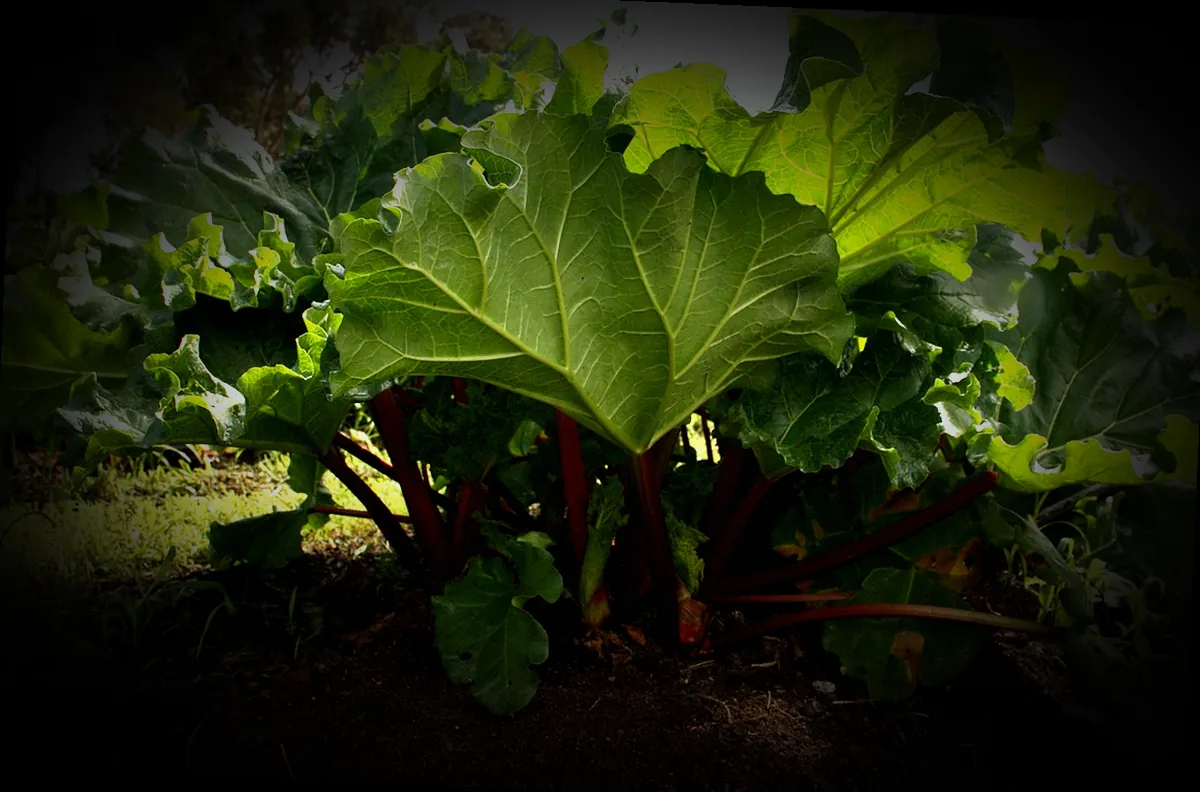 blattläuse bekämpfen mit rhabarber - Bild 2