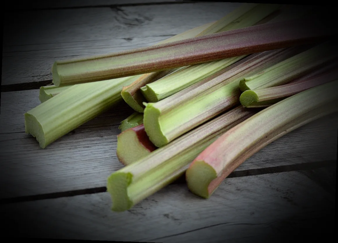 blattläuse bekämpfen mit rhabarber - Bild 3