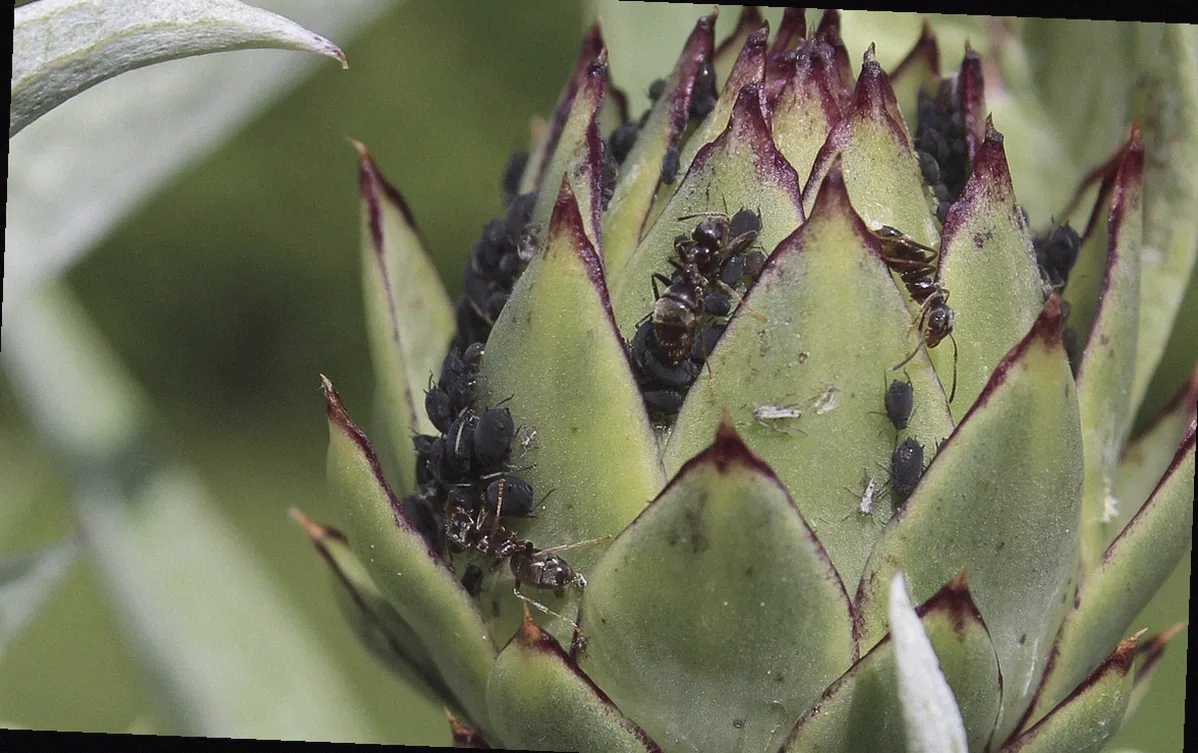 blattläuse bekämpfen mit rhabarber - Bild 4