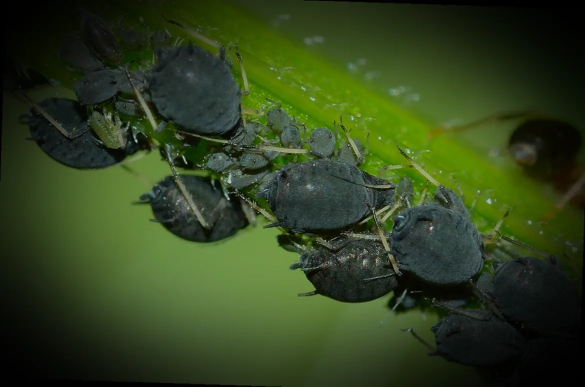 blattläuse bekämpfen mit rhabarber - Bild 5