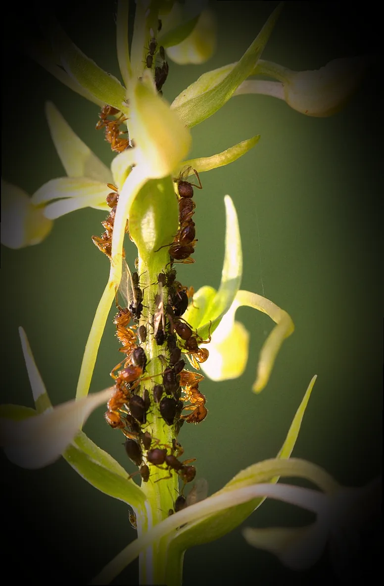celaflor gegen läuse - Bild 3
