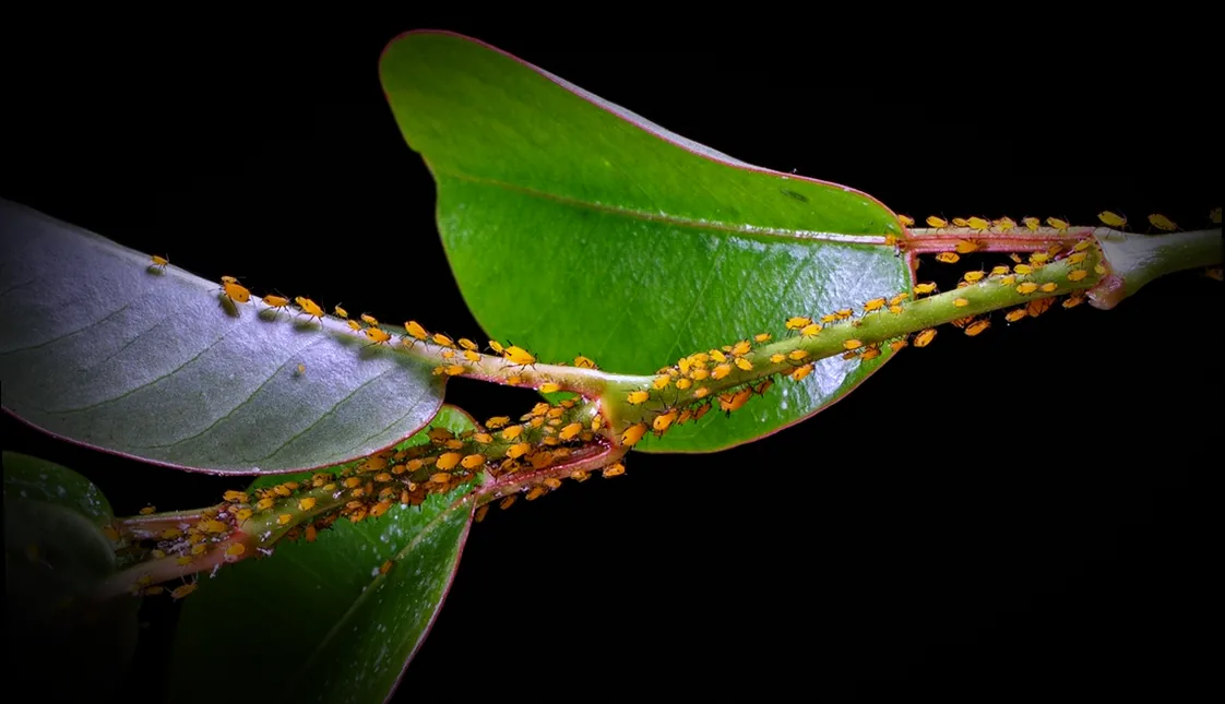 celaflor gegen läuse - Bild 4