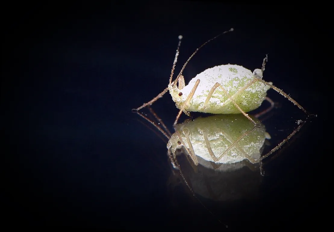 celaflor gegen läuse - Bild 5