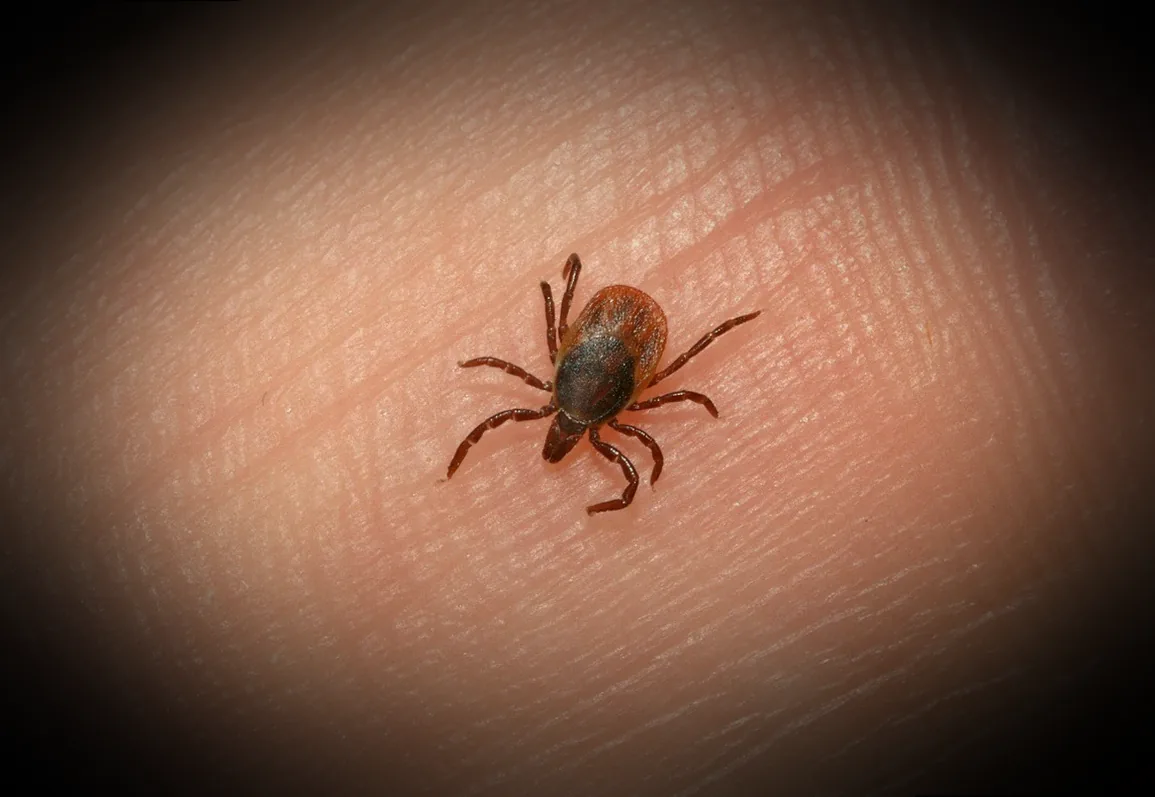 celaflor gegen läuse