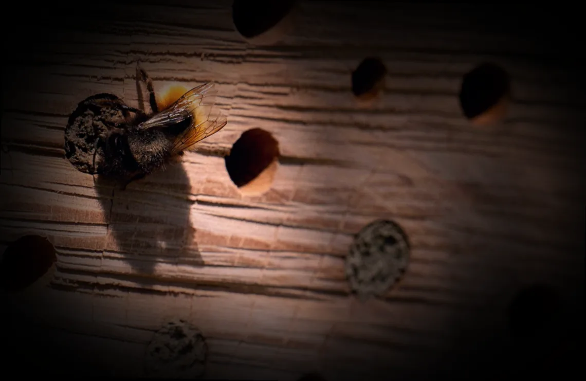 eichenbalken insektenhotel - Bild 2