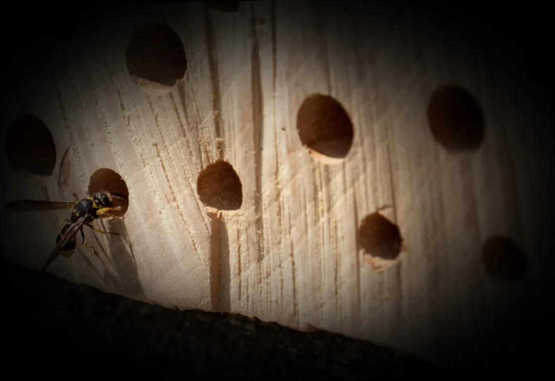 eichenbalken insektenhotel - Bild 4