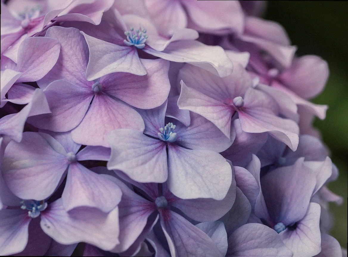 freiland hortensie vanille fraise pflanzen - Bild 2