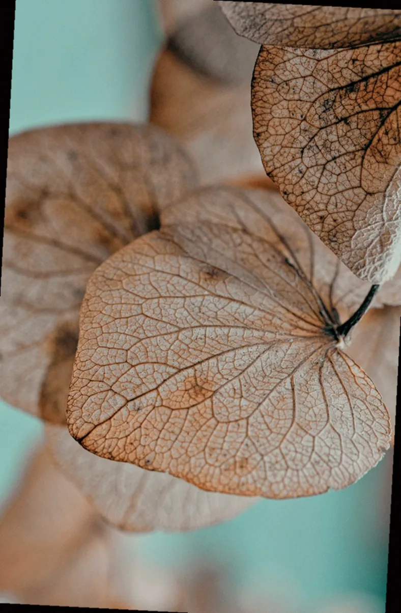 freiland hortensie vanille fraise pflanzen - Bild 3