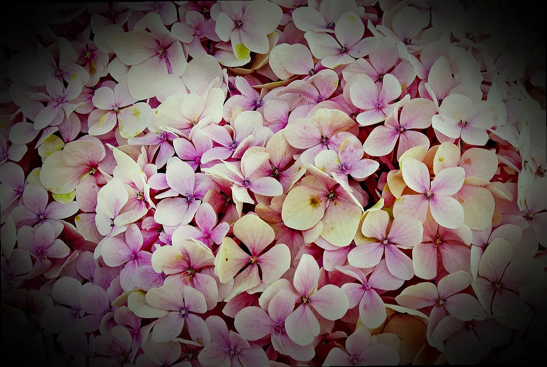 freiland hortensie vanille fraise pflanzen - Bild 4