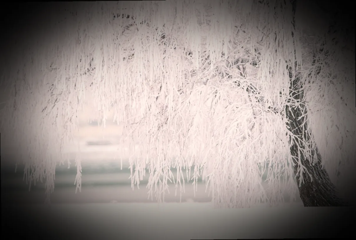 gemüse saison dezember januar - Bild 2