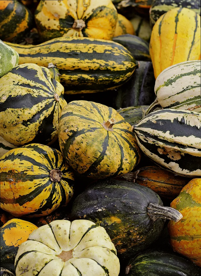 gemüse saison dezember januar - Bild 4