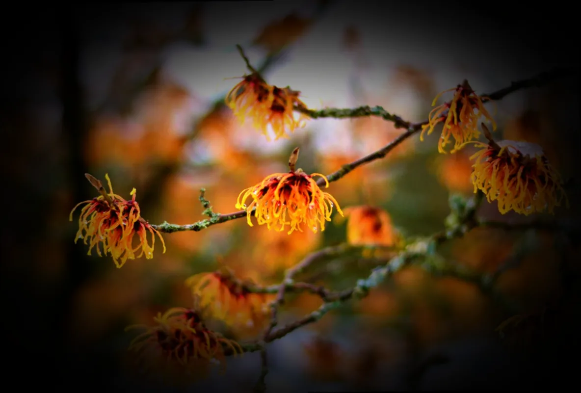 gemüse saison dezember januar - Bild 5