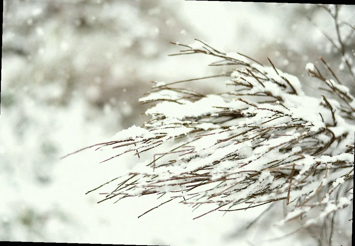 gemüse saison dezember januar