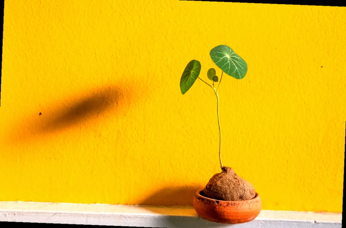 hängekorb blumentopf