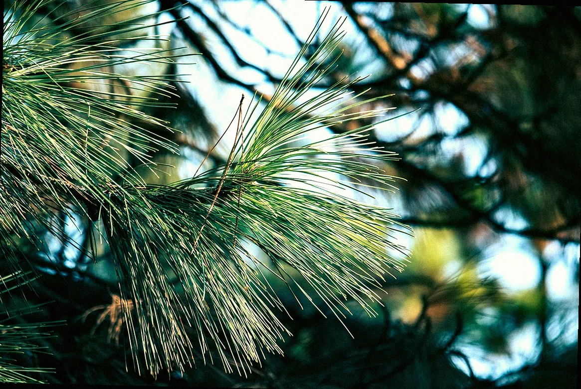 immergrün rindenmulch - Bild 1