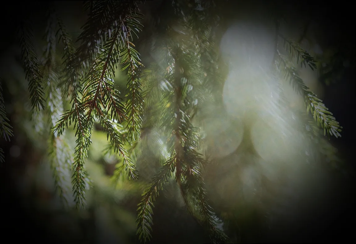 immergrün rindenmulch - Bild 2