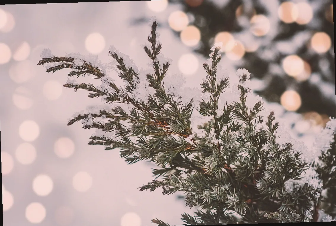 immergrün rindenmulch - Bild 3