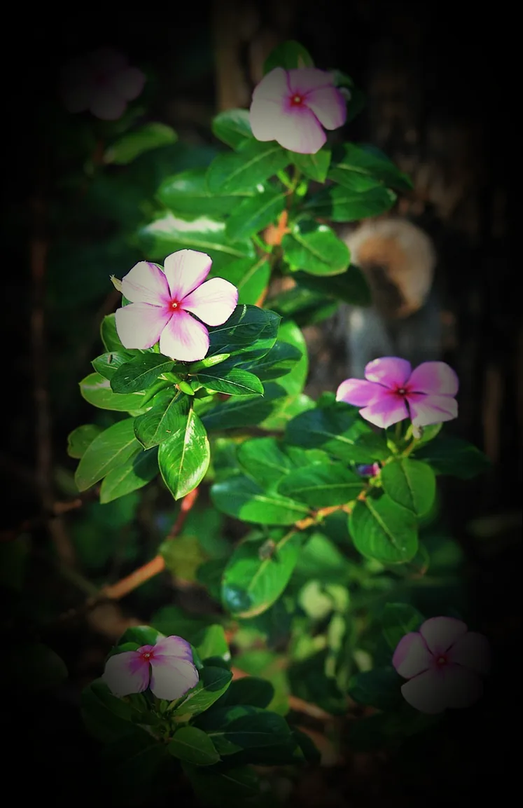 immergrün rindenmulch - Bild 4