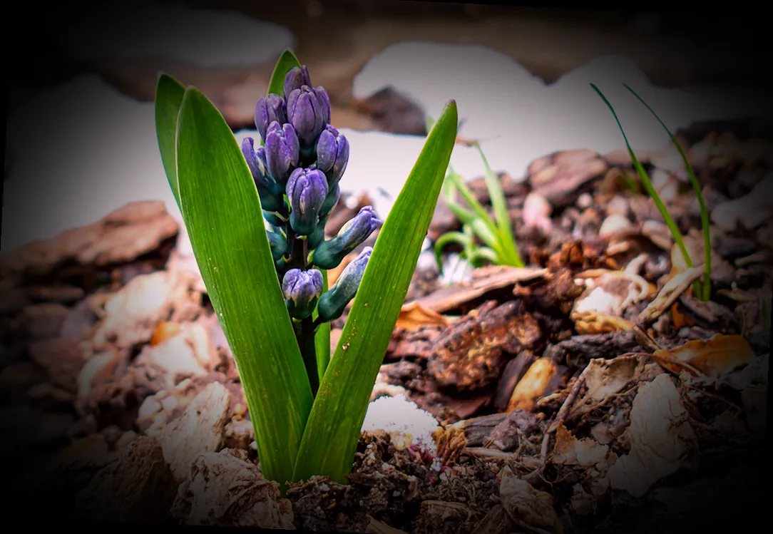 immergrün rindenmulch - Bild 5