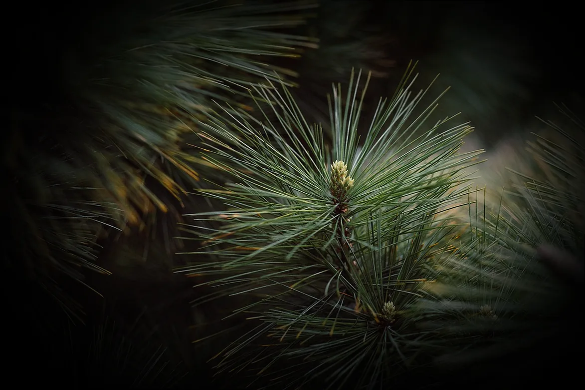 immergrün rindenmulch