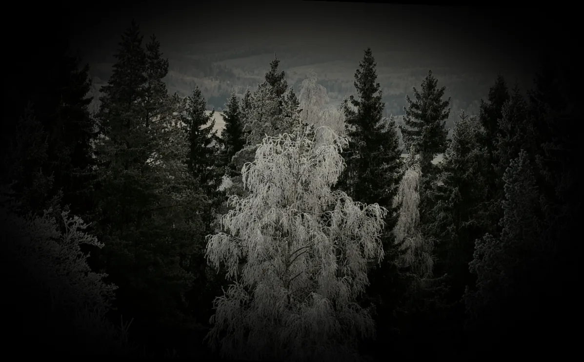 immergrüne kübelpflanze sonne - Bild 1