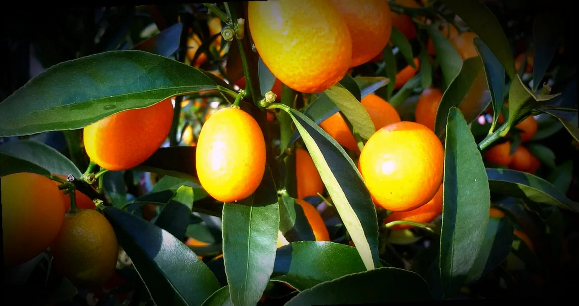 immergrüne kübelpflanze sonne - Bild 2