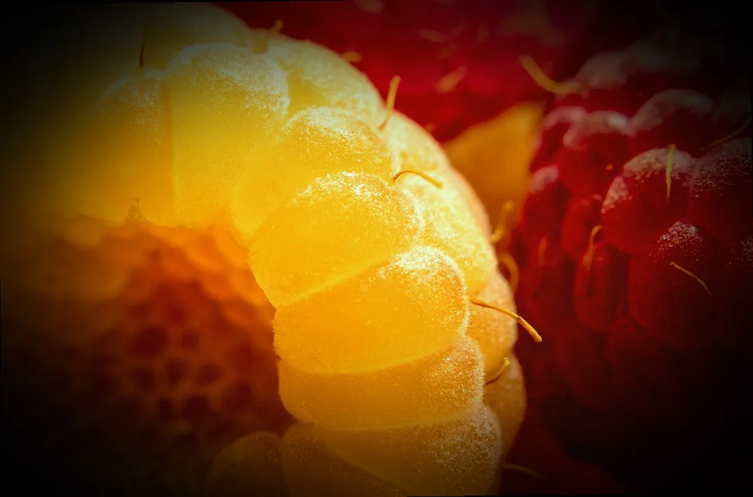 immergrüne kübelpflanze sonne - Bild 3