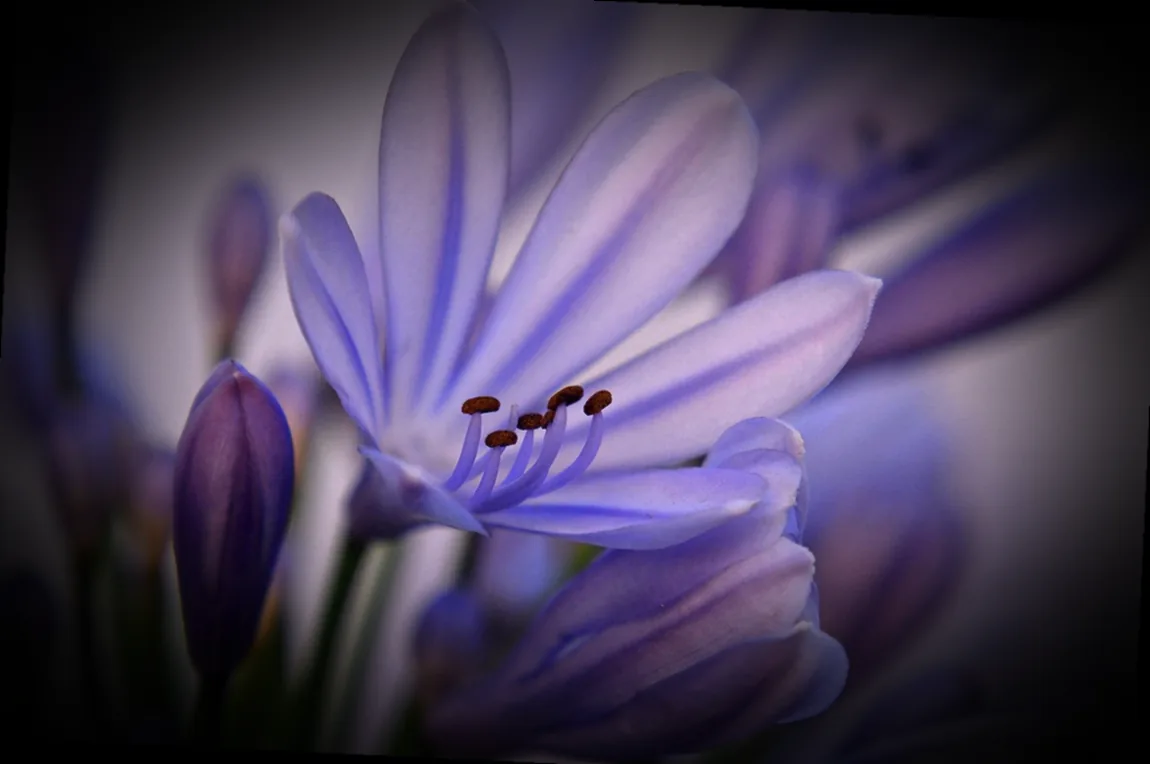 immergrüne kübelpflanze sonne - Bild 4