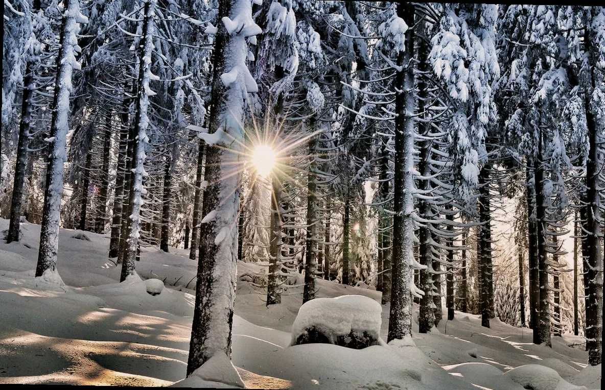 immergrüne kübelpflanze sonne - Bild 5