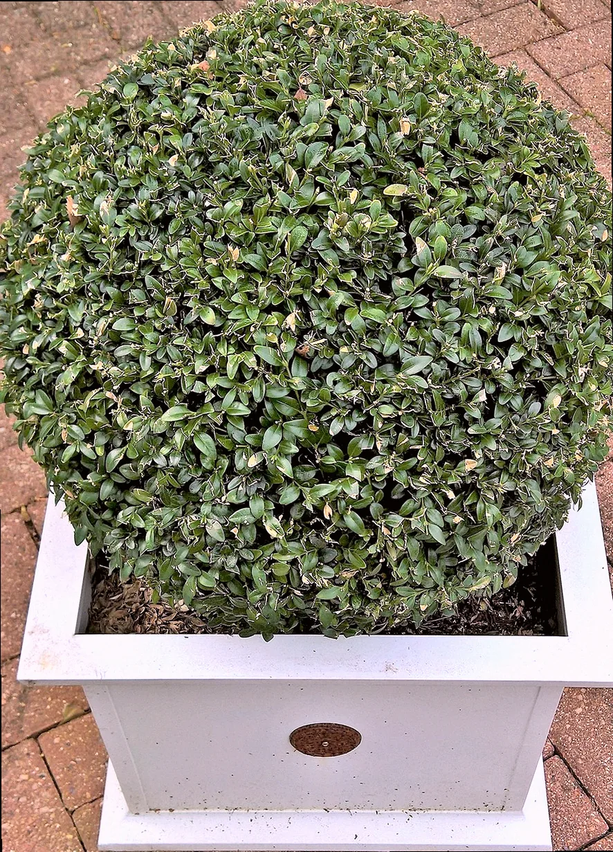 immergrüne kübelpflanze sonne