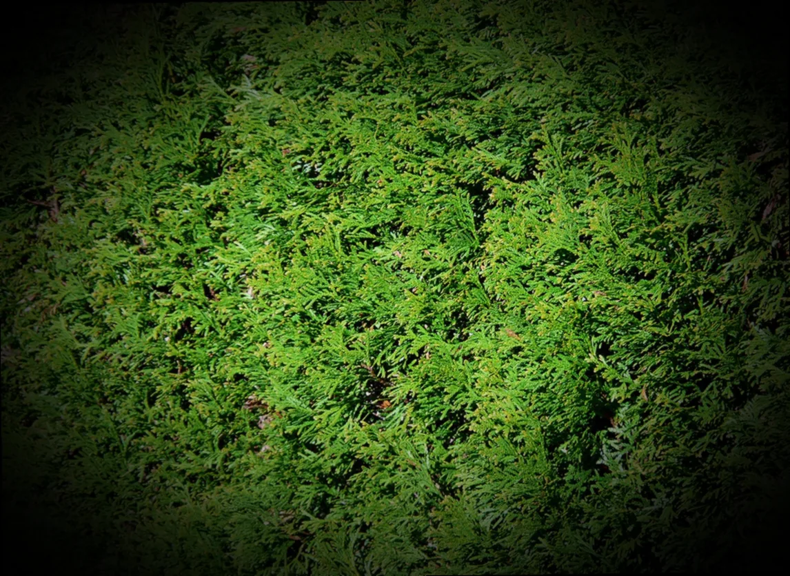 immergrüner hochstamm kugelbaum - Bild 1