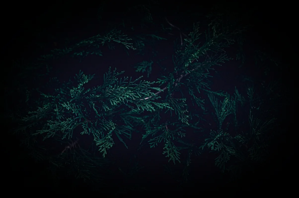 immergrüner hochstamm kugelbaum - Bild 2