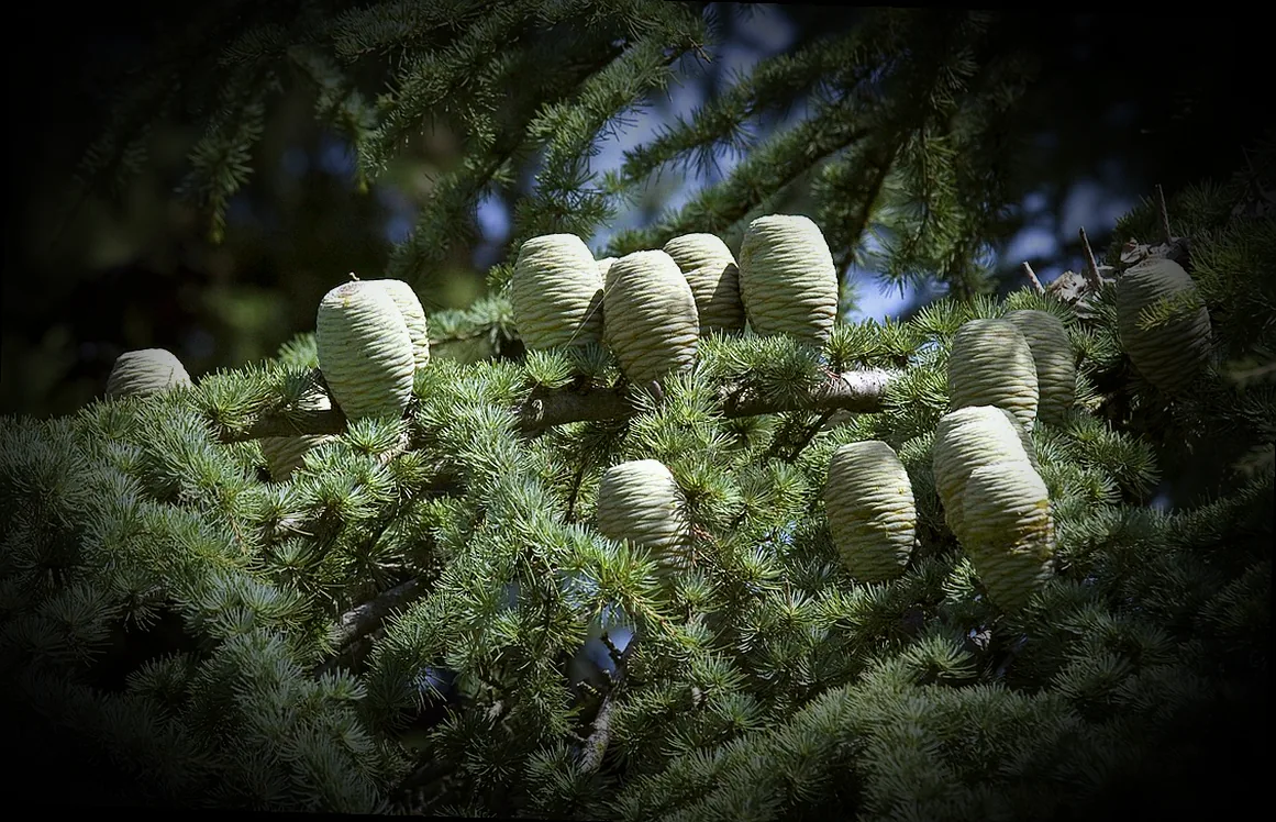 immergrüner hochstamm kugelbaum - Bild 3