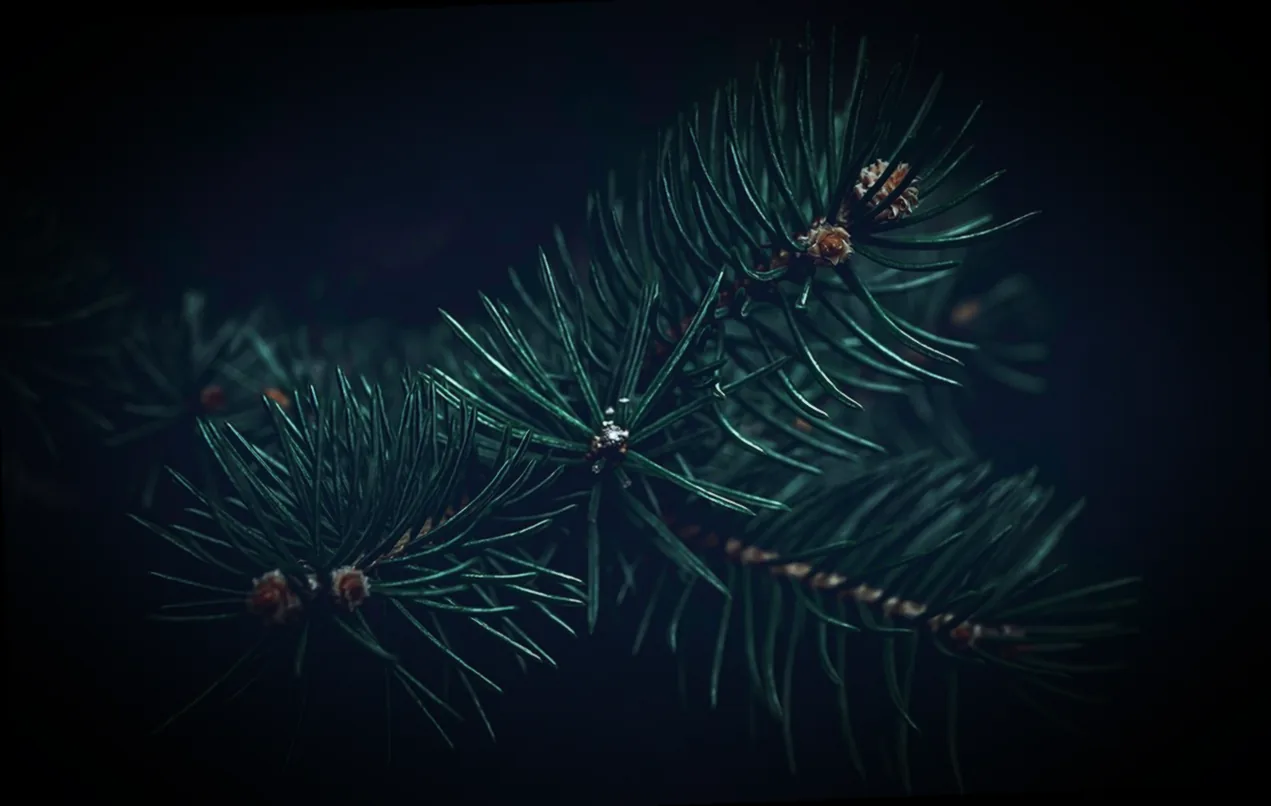 immergrüner hochstamm kugelbaum - Bild 4
