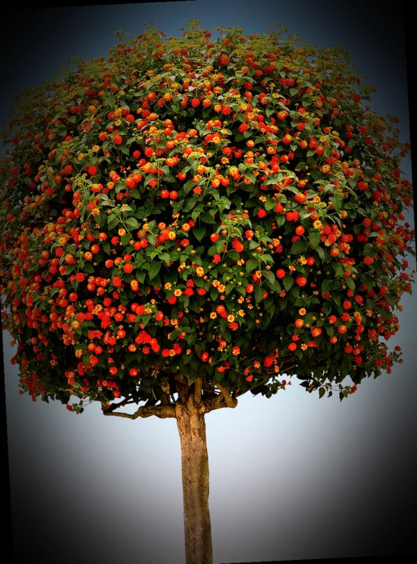 immergrüner hochstamm kugelbaum - Bild 5