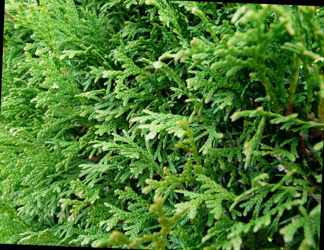 immergrüner hochstamm kugelbaum