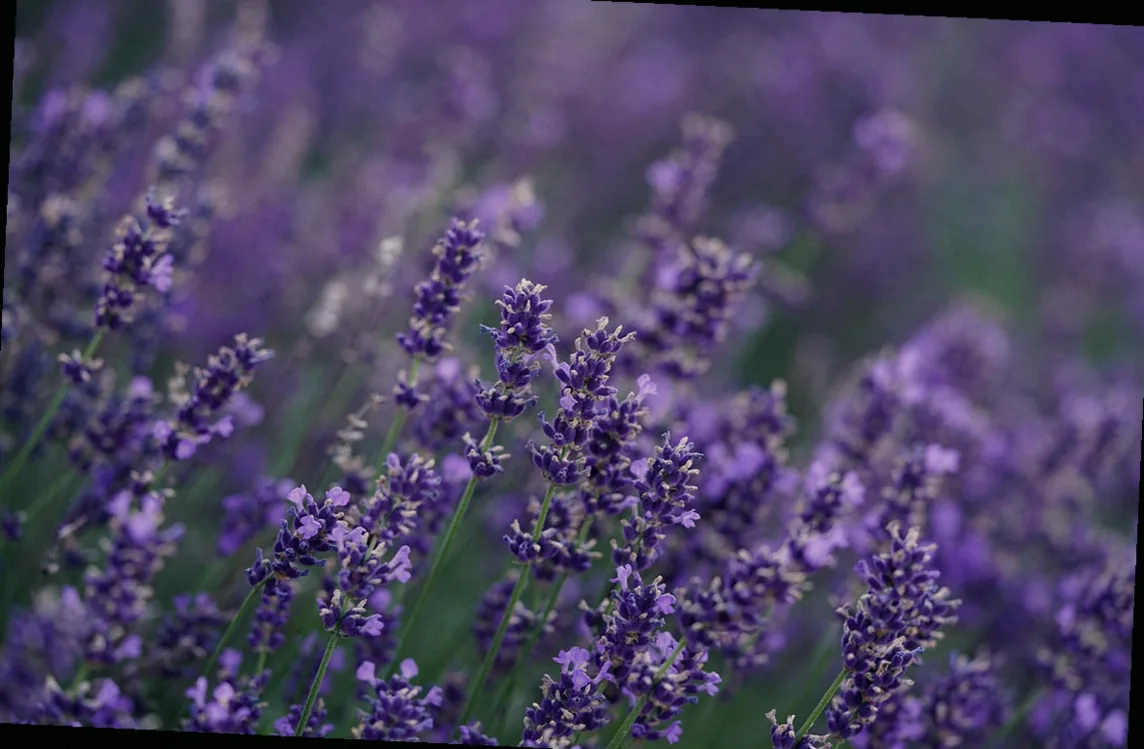 lavendel rückschnitt frühjahr - Bild 1
