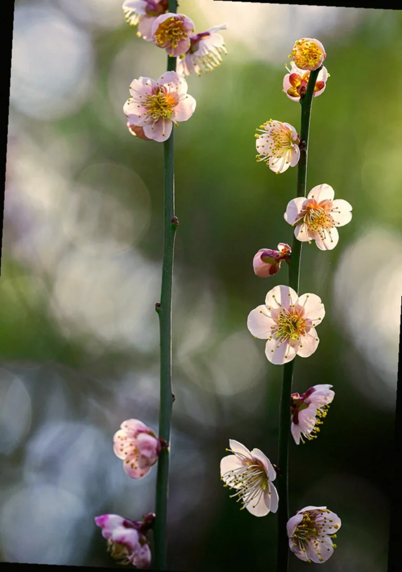 lavendel rückschnitt frühjahr - Bild 2
